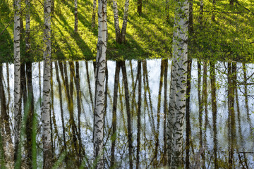 trees around the lake reflected in the water