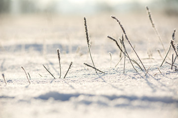 grass in the snow.