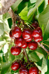 tree full of tasty and big red cherries, cherry, ciliegia di Vignola, Emilia Romagna, diet, albero di ciliegie, coltivazione