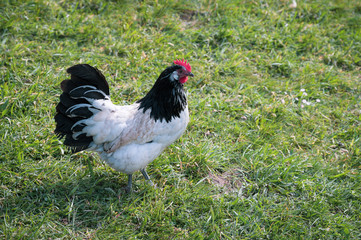 Ein Lakenfelder Huhn In einem Freilauf Gehege