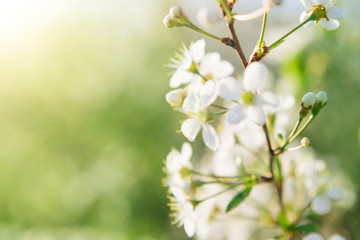 Sakura Flower or Cherry Blossom With Beautiful Nature Background