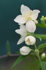 Obraz na płótnie Canvas Spring jasmine flower on natural background