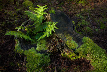 ein Farn und Moos auf dem Waldboden 