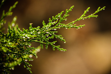 green coniferous branch in drops after rain