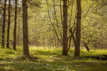 Forest with trees, grass, glades and flowers
