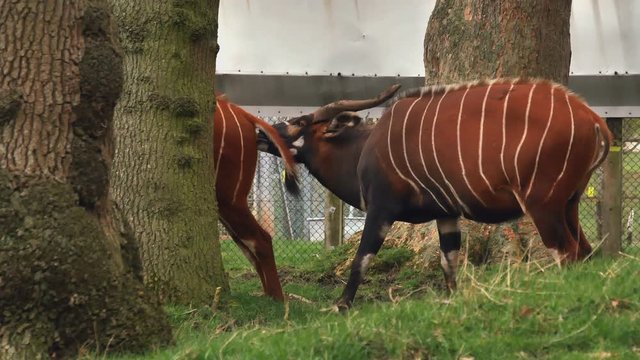 Two Red White Striped Bongo Antelopes.
