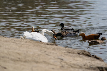 Fototapeta premium White swans together with various ducks and drakes swim freely and calmly in a freshwater quiet pond near the shore