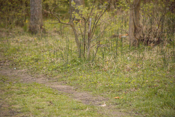 Forest with trees, grass, glades and flowers