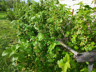 Bush of the currant with green sheet by springtime