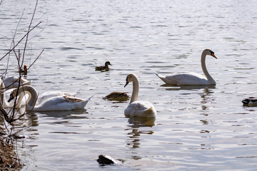 White swans together with various ducks and drakes swim freely and calmly in a freshwater quiet pond near the shore