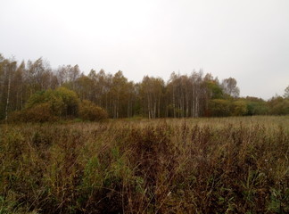 Fototapeta premium autumn field with yellowed grass