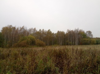 Obraz na płótnie Canvas autumn field with yellowed grass