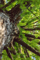 A tree from a lower angle with sky gaps