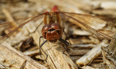 Portrait of big Dragonfly on a branch