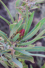 Obraz premium Dark Pink Burgundy Protea Bud