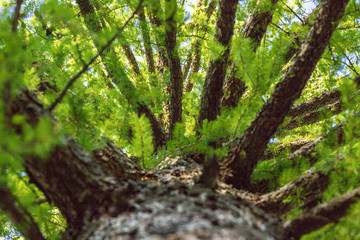 A tree from a lower angle with sky gaps