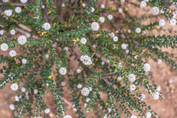 Fynbos Bush with white pom pom flowers