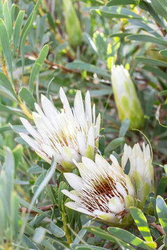 White Creamy Sugar Bush Protea