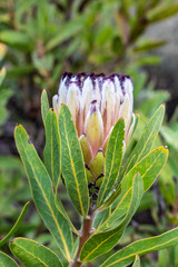 Peach Pink Blush Protea Flower