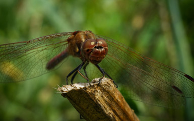Portrait of big Dragonfly on a branch