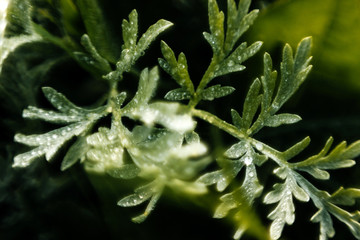 Macro grass with dew drops. Art blur