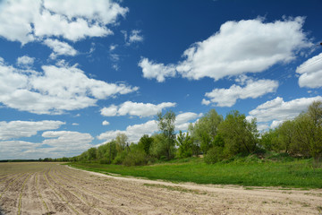 Beautiful spring agriculture landscape with corn growing on the first leaf corn sprout stage and wilderness area, meadow, wild nature corner with lush green grass and trees aside and blue sky above.