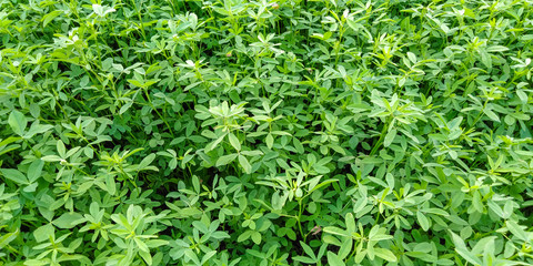 Green grass background