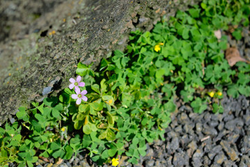 ムラサキカタバミ。日本の野草。東京都。Pink color flower, Oxalis debilis in grass, spring time Japan 