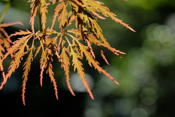 ベニシダレモミジ。日本の野草。東京都。Orange color Maple's leaves, spring time Japan 