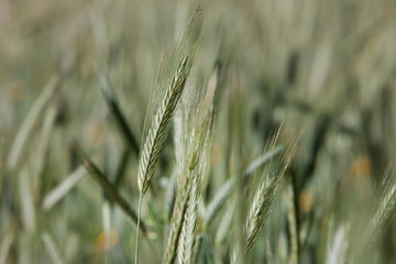 Grain. Maatschappij van Weldadigheid Frederiksoord Drenthe Netherlands