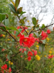 red berries on a tree