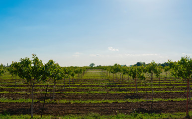 young farmer pistachio fields