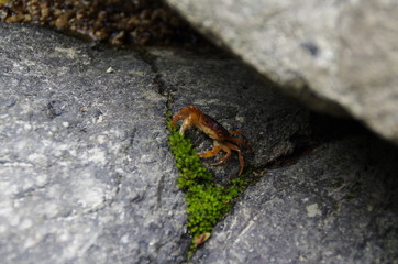 カニ