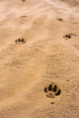 Fototapeta na wymiar Dog footprints on a wet sandy beach with copy space for text.