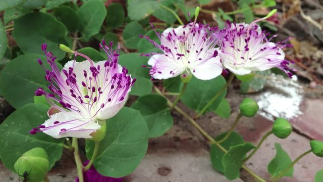 A timelapse of caper flowers (Capparis spinosa) opening in the afternoon