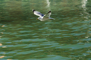 gabbiani all’orizzonte in volo sull’acqua e i suoi riflessi