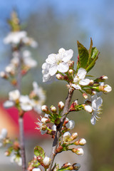 flowering cherry branch lit by the sun, blurred background