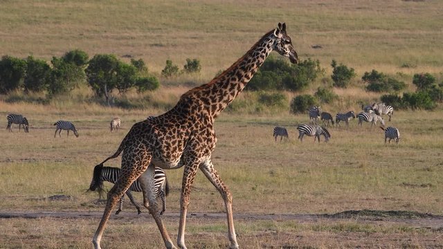 Close up of african giraffe walking through the savanna landscape with zebras in the background.
