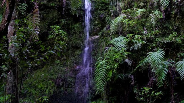 a small water stream in the forest with fern and green flora around