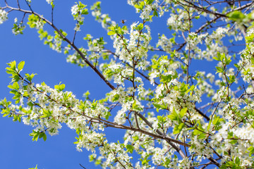 flowering plum branches lit by the sun against the sky, blurred background