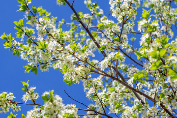 flowering plum branches lit by the sun against the sky, blurred background