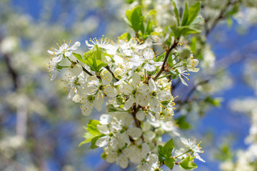 flowering plum branches lit by the sun against the sky, blurred background