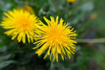 mniszek lekarski, kwitnący wiosną żółty kwiat