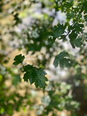 Green maple leaves against a blurred background 