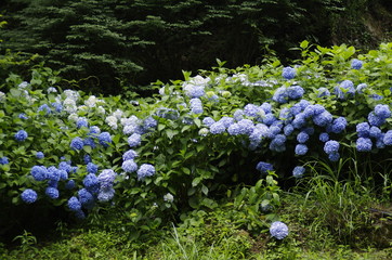 紫陽花