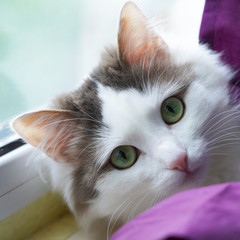 Portrait of a cute fluffy domestic cat with bright green eyes, against the background of a purple curtain, a delicate pet on the windowsill, a playful kitten looking at the camera lens