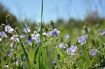small blue flowers blooming on sunlight