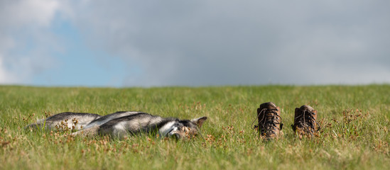 shoes and resting dog on a grassy meadow against the sky