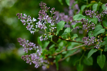 Botanical concept: Lilac beginning to bloom, young flowers, spring, freshness. Selective focus