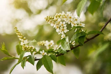 Blooming bird cherry in spring. Flowers of bird cherry close up.